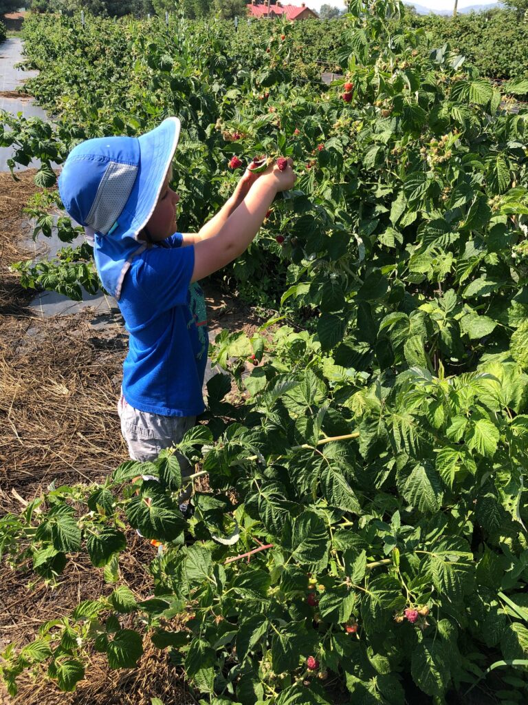 Child picking raspberries